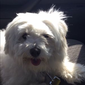 Meet your Posher, Lucy